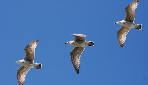 【一石三鳥】革命的な翻訳機ポケトークWで発音学習の常識が変わる